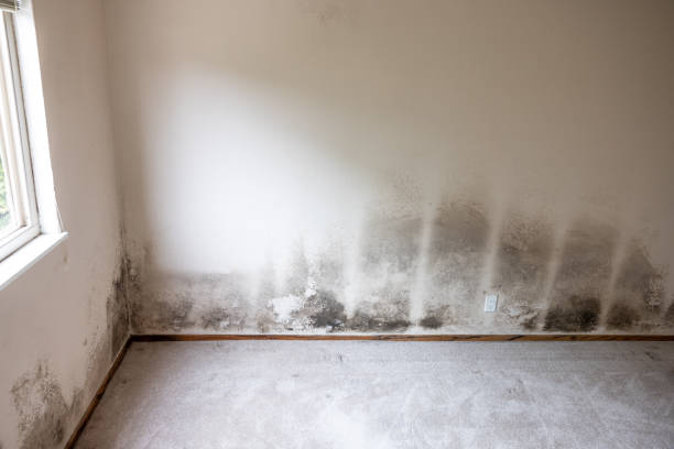 Best Mold Damage Restoration  in Cobden, IL